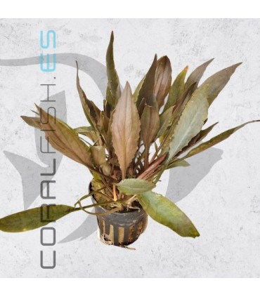 Cryptocoryne petchii Pink | Maceta de 5 cm