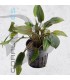 Cryptocoryne walkerii | Maceta de 5cm