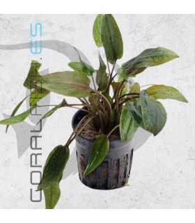 Cryptocoryne walkerii | Maceta de 5cm