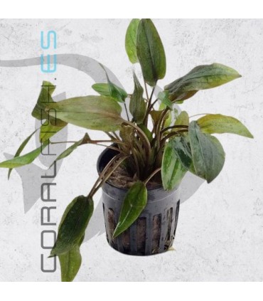 Cryptocoryne walkerii | Maceta de 5cm