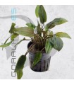 Cryptocoryne walkerii | Maceta de 5cm