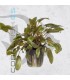 Cryptocoryne wendtii Brown | Maceta de 5cm