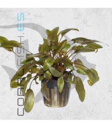 Cryptocoryne wendtii Brown | Maceta de 5cm