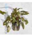 Cryptocoryne wendtii Brown | Maceta de 5cm