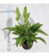 Cryptocoryne wendtii Green | Maceta de 5cm