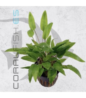 Cryptocoryne wendtii Green | Maceta de 5cm
