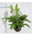 Cryptocoryne wendtii Green | Maceta de 5cm