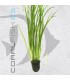 Vallisneria spiralis | Maceta de 5cm