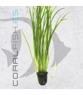 Vallisneria spiralis | Maceta de 5cm