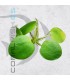 Limnobium laevigatum | Flotante