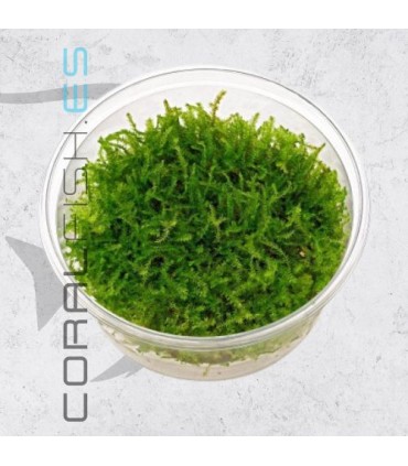 Vesicularia montagnei | Christmas Moss | Tarrina 80cc