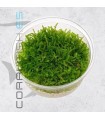 Vesicularia montagnei | Christmas Moss | Tarrina 80cc