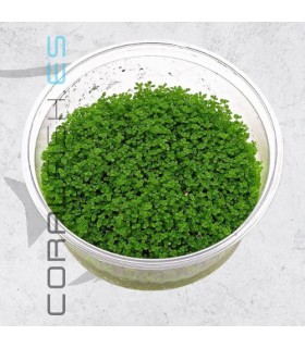 Hemianthus callitrichoides Cuba | In Vitro