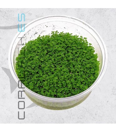 Hemianthus callitrichoides Cuba | In Vitro
