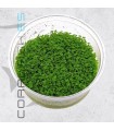 Hemianthus callitrichoides Cuba | In Vitro