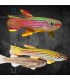 Killi Rayado 3-4 cm | Aphyosemion striatum