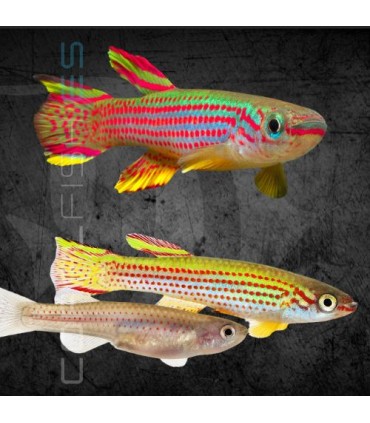 Killi Rayado 3-4 cm | Aphyosemion striatum