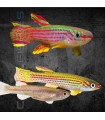 Killi Rayado 3-4 cm | Aphyosemion striatum