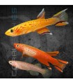 Killi Cabo López 3-4 cm | Aphyosemion australe