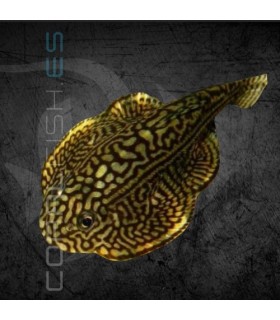 Ventosa de Borneo 4-5cm | Gastromyzon borneensis