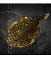 Ventosa de Borneo 4-5cm | Gastromyzon borneensis