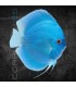 Pez Disco Blue Diamond 5-6cm | Symphysodon aequifasciata