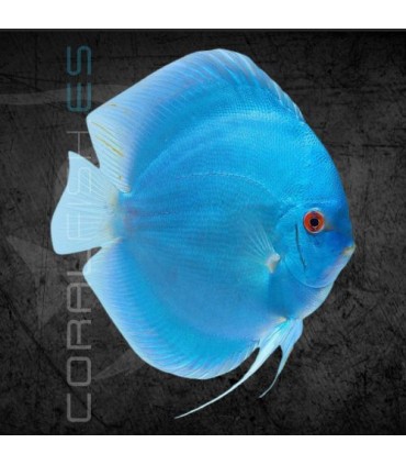 Pez Disco Blue Diamond 5-6cm | Symphysodon aequifasciata