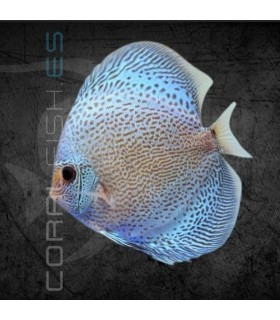 Pez Disco Blue Scorpion 5-6cm | Symphysodon aequifasciata