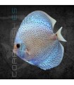 Pez Disco Blue Scorpion 5-6cm | Symphysodon aequifasciata