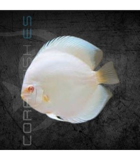 Pez Disco Albino Fire Eyes Premium 5-6 cm | Symphysodon