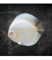 Pez Disco Albino Fire Eyes Premium 5-6 cm | Symphysodon aequifasciata