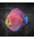 Pez Disco Polka Red Map Premium 5-6cm | Symphysodon