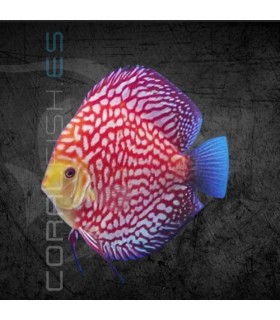 Pez Disco Polka Red Map Premium 5-6cm | Symphysodon