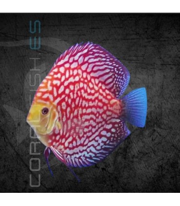 Pez Disco Polka Red Map Premium 5-6cm | Symphysodon