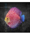 Pez Disco Polka Red Map Premium 5-6cm | Symphysodon aequifasciata