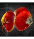 Pez Disco Red Melon 5-6 cm | Symphysodon aequifasciata