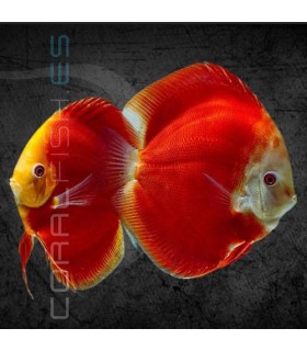 Pez Disco Red Melon 5-6 cm | Symphysodon aequifasciata