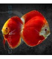 Pez Disco Red Melon 5-6 cm | Symphysodon aequifasciata