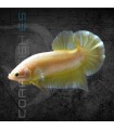 Betta Macho Plakat Media Luna Yellow Dragon 4-5 cm | Betta splendens