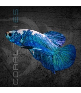 Betta Macho Plakat Marmol Azul 4-5 cm | Betta splendens