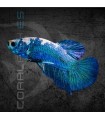 Betta Macho Plakat Marmol Azul 4-5 cm | Betta splendens