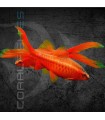 Barbo Cereza Velo 3 cm | Puntius titteya