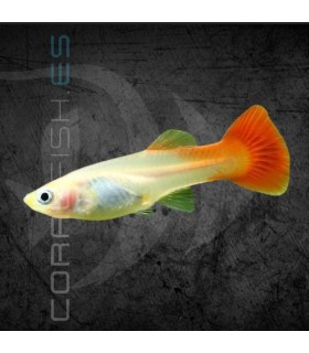 Guppy Hembra Rojo Blond 3-3.5 cm | Poecilia reticulata