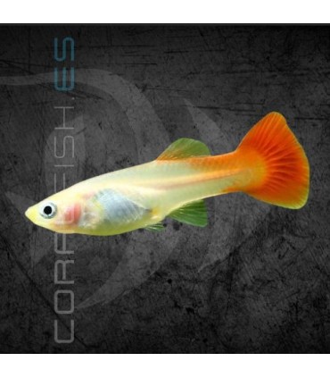 Guppy Hembra Rojo Blond 3-3.5 cm | Poecilia reticulata