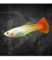 Guppy Hembra Rojo Blond 3-3.5 cm | Poecilia reticulata