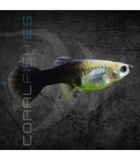 Guppy Hembra Tuxedo Negro 3.5-4 cm | Poecilia reticulata