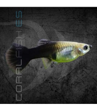 Guppy Hembra Tuxedo Negro 3.5-4 cm | Poecilia reticulata