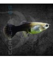 Guppy Hembra Tuxedo Negro 3.5-4 cm | Poecilia reticulata