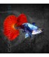 Guppy Macho Dumbo Rojo 2-2.5cm | Poecilia reticulata