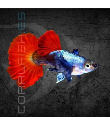 Guppy Macho Dumbo Rojo 2-2.5cm | Poecilia reticulata